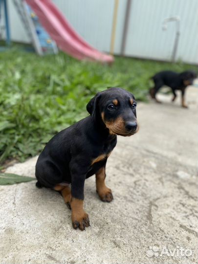 Щенки добермана