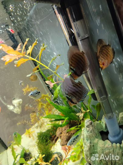 Дискусы Symphysodon tarzoo