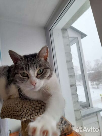 Кошечка домашняя