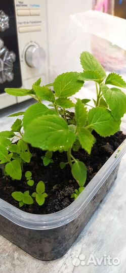 Павлония войлочная семена