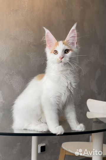 Мейн-кун котик