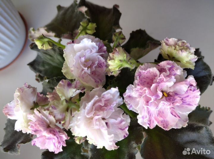 Детки сортовых фиалок