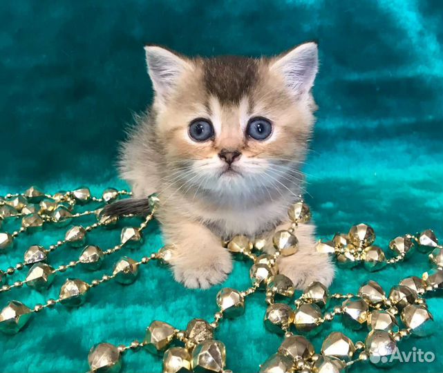 Шотландские котята