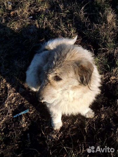 Умная собака