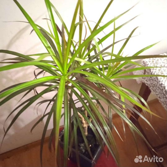 Драцена в кашпо 1 щт