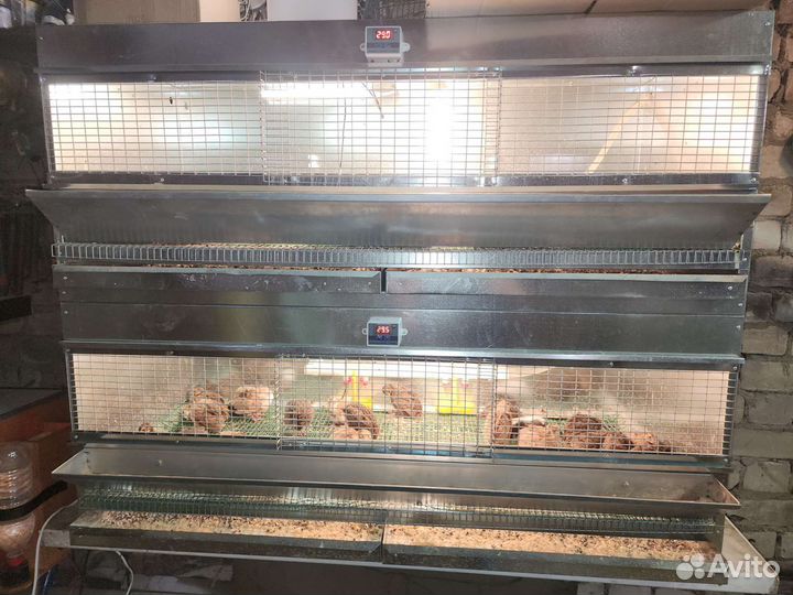 Перепела разных возрастов, инкубационное яйцо