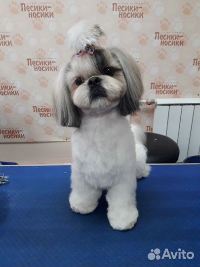 Вязка ши-тцу