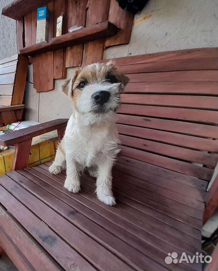 Мальчик Джек Рассел терьера