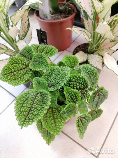 Диффенбахия Тропик сноу, Аглаонема, Пилея