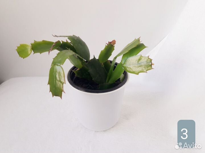 Декабрист шлюмбергера