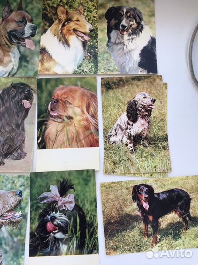 Фотокарточки 1969 год породы собак