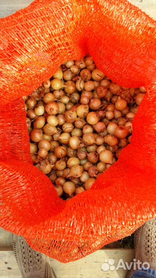 Лук севок Россия, Нидерланды