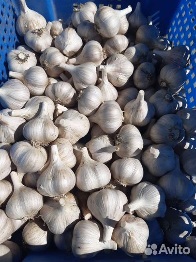 Чеснок/грибы сушёные