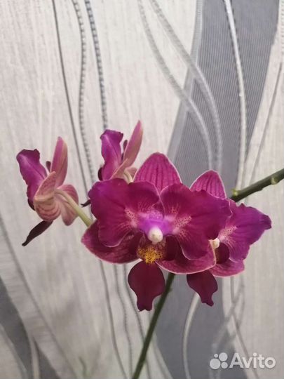 Орхидея фаленопсис бабочка