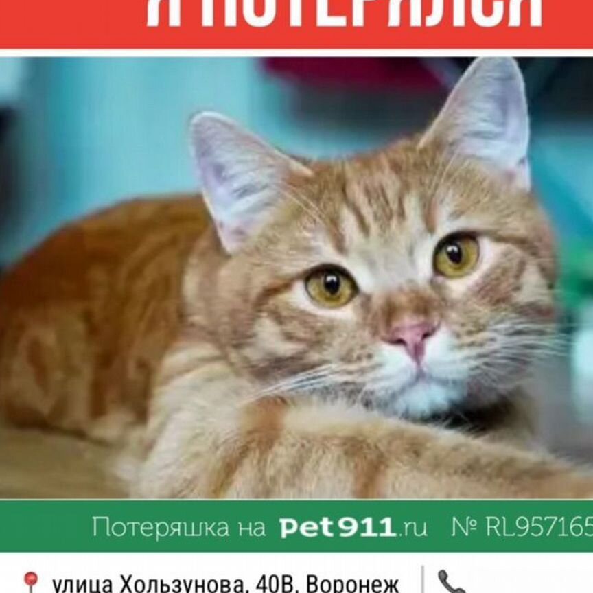 Потерялась кошка