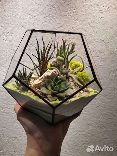 Флорариум Куб Подарок Цветы