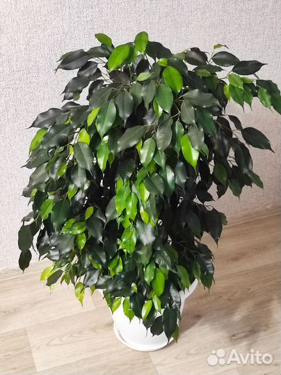 Шефлера домашние растения