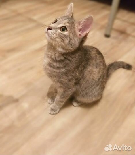 Кошка