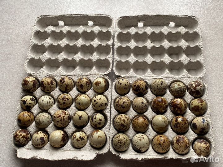 Инкубационное яйцо, перепела разного возраста