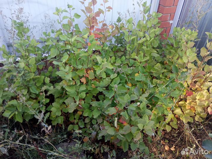 Саженцы боярышника