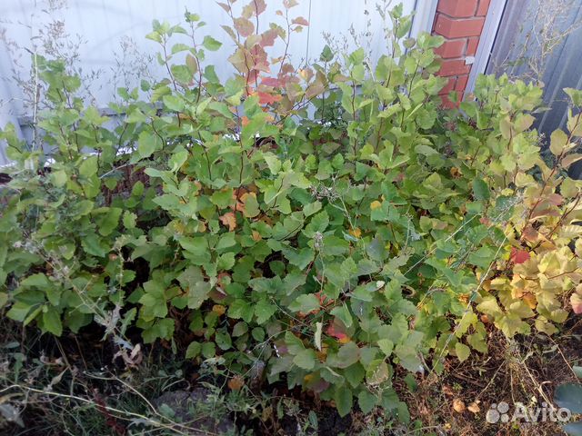 Саженцы боярышника