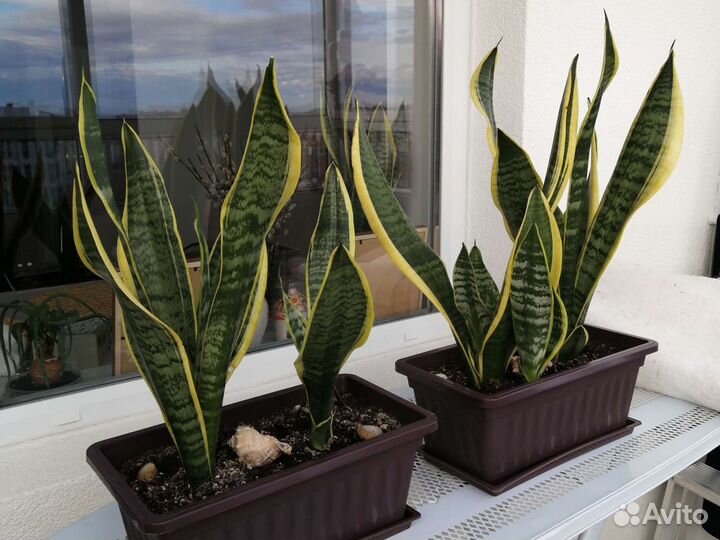 Сансевиерия