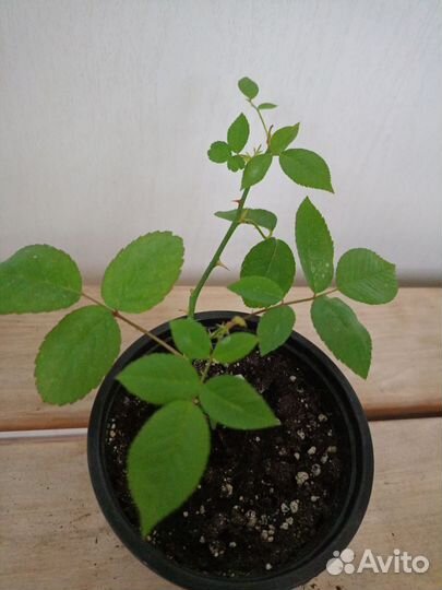 Комнатная Бенгальская роза