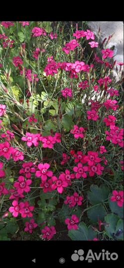 Гвоздика травянка