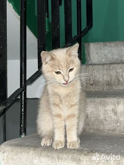 Найдена кошка