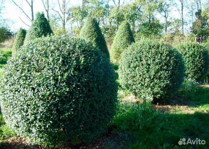 Бирючина саженцы для изгороди окс