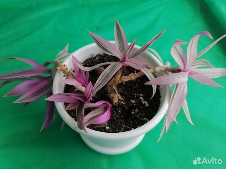 Комнатные цветы