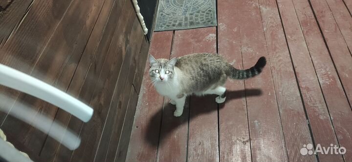 Потерялся котик