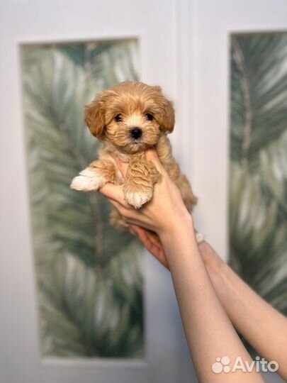 Мальтипу мини девочка корея+китай