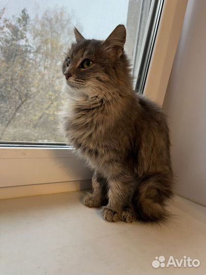 Кошка мышеловка