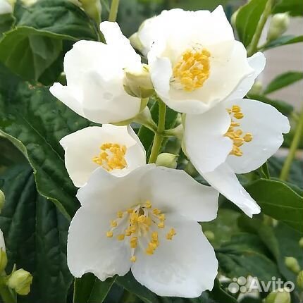 Многолетние растения, цветы, саженцы из питомника