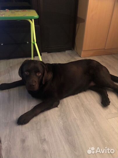 Шоколадный лабрадор