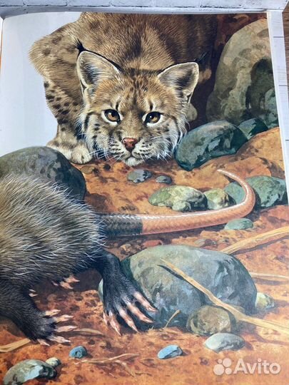 Книга «Тайны живого мира. Животные защищаются»