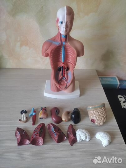 Анатомический медицинский манекен торса
