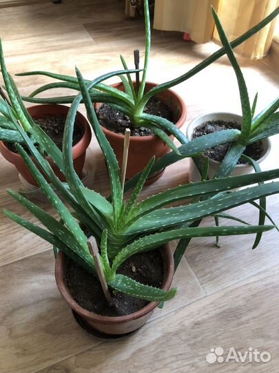 Алоэ вера растение