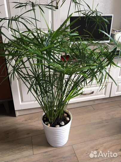 Циперус (кошачья пальма)