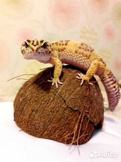 Эублефар самка