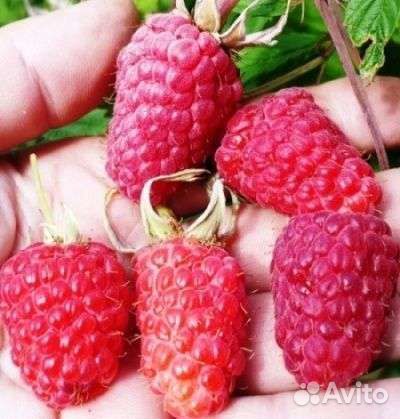 Саженцы штамбовой малины. Каскадной, крупноплодной