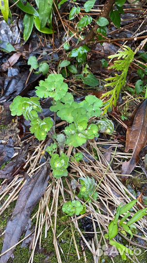 Аквилегия, флокс микс, нарциссы и красивоплодник