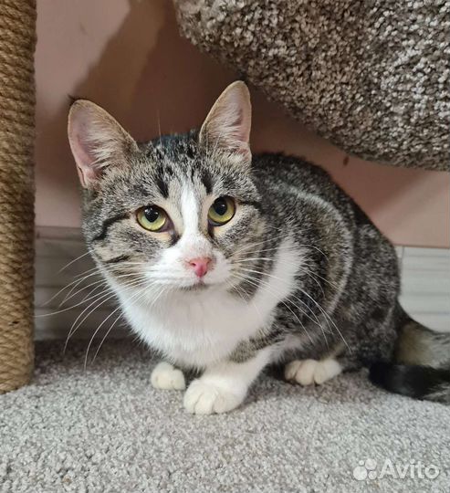 Кошка в дар бесплатно