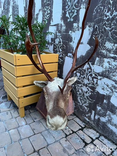 Голова оленя (чучело)