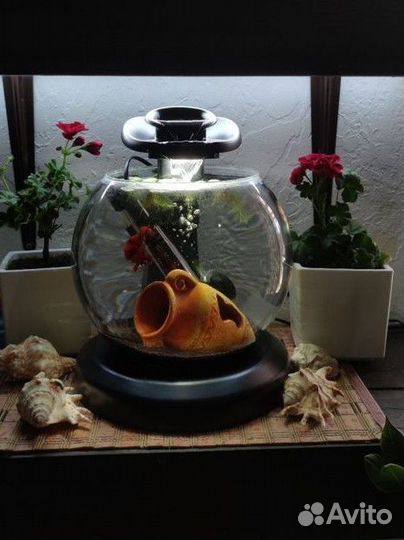 Петушок, аквариум, аквариумный комплекс