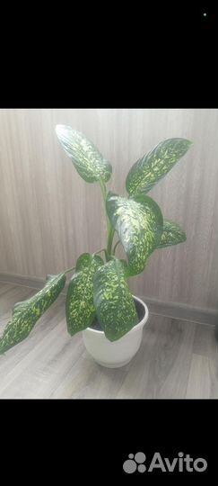 Диффенбахия