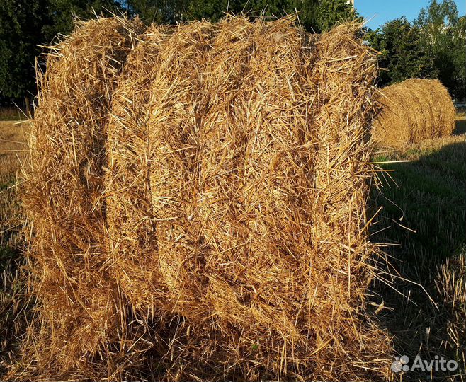 Пшеничная солома в тюках
