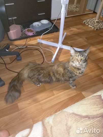 Мейн-кун вязка