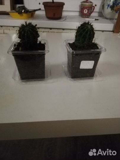 Цветы в горшках